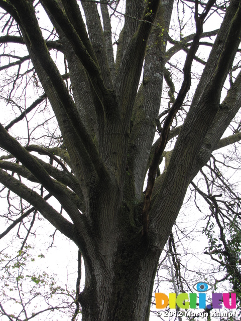 SX22069 Tree split into many branches